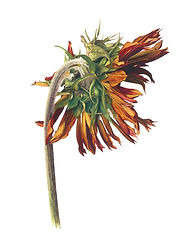 FS_08 AUGUST SUNFLOWER_edited.jpg