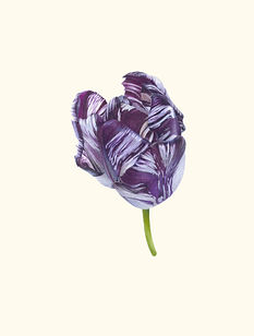 15. Tulipa 'Rory McEwen' V.jpg