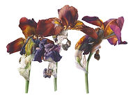 Untitled-1.jpg