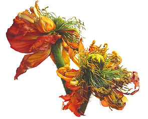 Papaver, Falling apart 15_edited.jpg