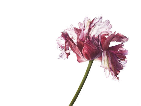 Tulipa 'Estella Rijnveld'.jpg