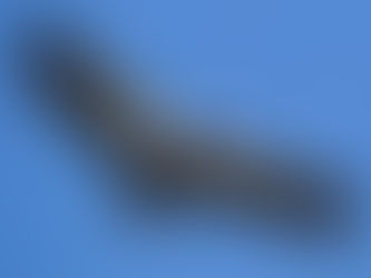 Birds of Marble Canyon