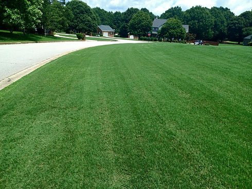 Bermuda Lawn