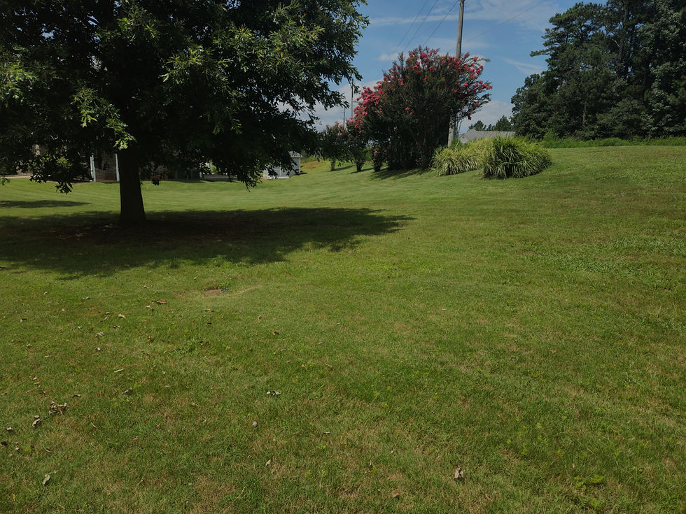 Beautiful green grass in July
