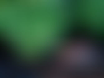 Japan Tour to reach Nishiki Koi World