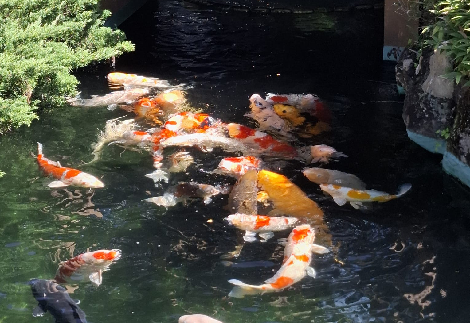 Koi fish experience