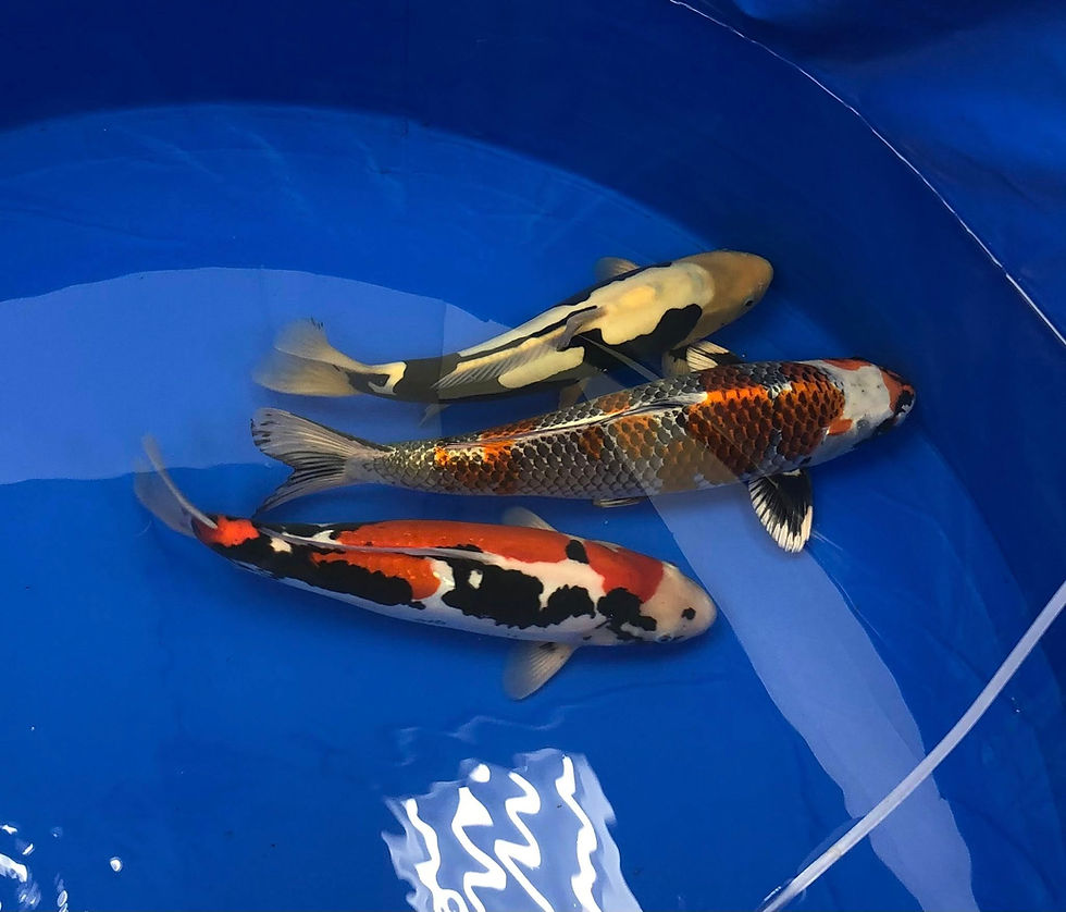 Koi Plus Travel Concierge