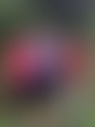 My Three Brazilian Companions