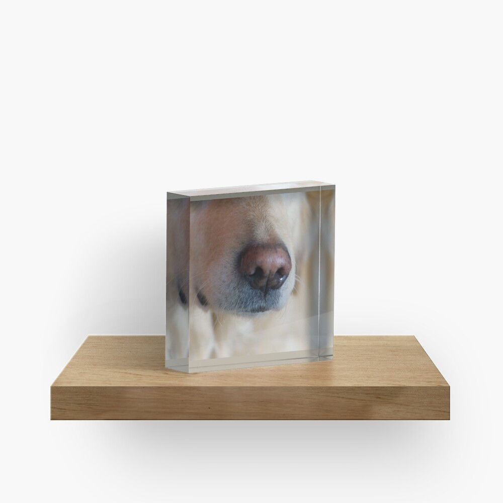 Bloc Plexiglass truffe de chien Golden retriever
