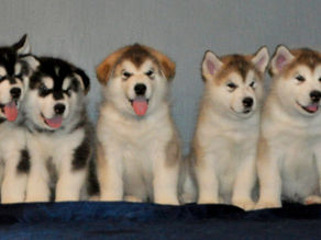 All the puppies have found loving new homes