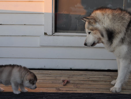 Puppies grow up