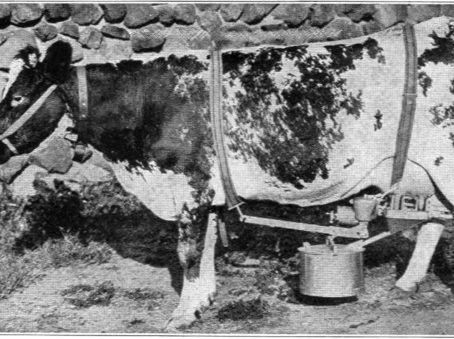 New Special Issue: Feminism and Animals between Production and Reproduction