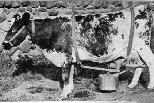 New Special Issue: Feminism and Animals between Production and Reproduction