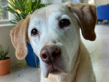 geriatric dog with white in the face