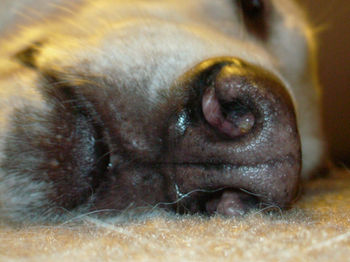 cute dog nose, dog laying on the floor