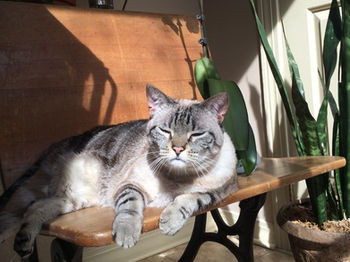 cat sitting on a bench in the sun surrounded by plants