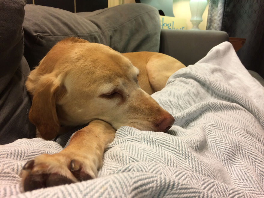 Dog sleeping on couch at home