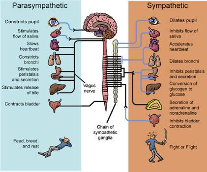 NERVOUS SYSTEM