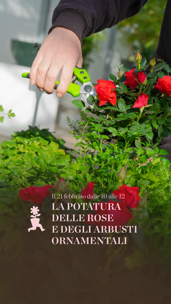Corso gratuito: La potatura delle rose e degli arbusti ornamentali