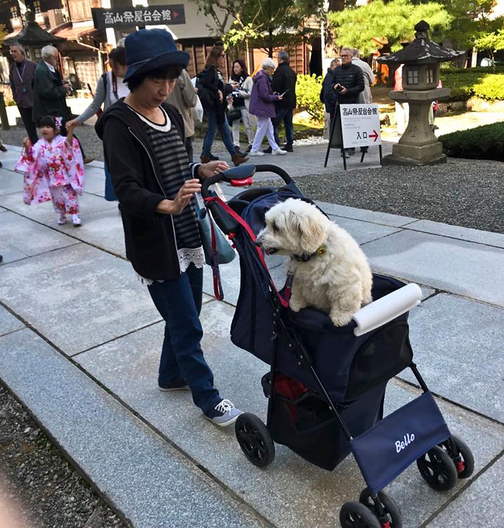 תינוק בעגלה 1