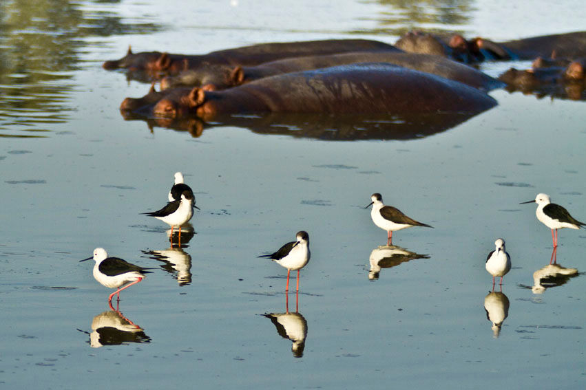 סאפארי  067.jpg
