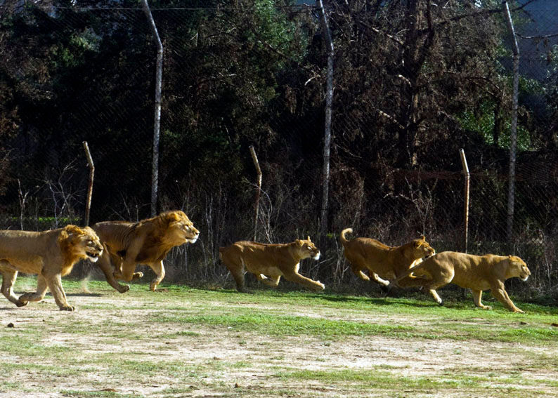 סאפארי  706.jpg