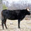 Thumbnail: "Recess"& Heifer Calf