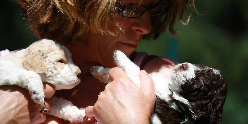 Discover Quality Lagotto Romagnolo Puppies for Sale at Lagotto Kennels