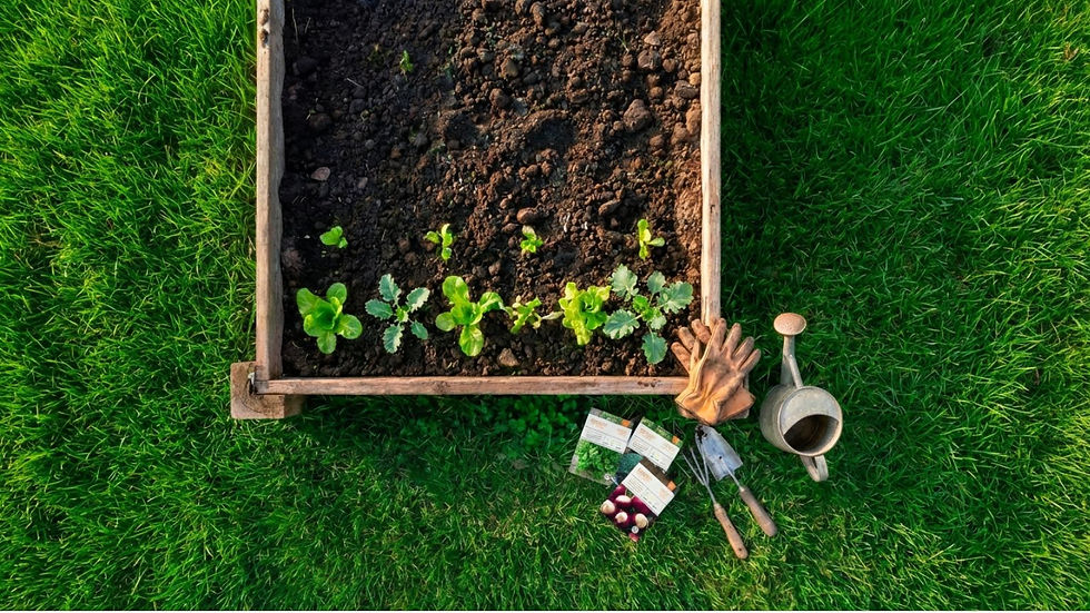 Overhead view of a garden bed with young seedlings, gardening tools, and hands tending plants on green grass.