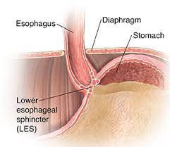 diaphragm, les and stomach anatomy