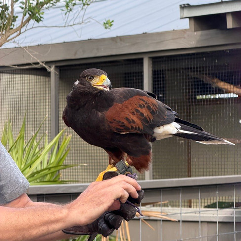 Falconry experience at Sea Island Georgia with a hawk perched on a handler’s glove, showcasing unique luxury resort activities.