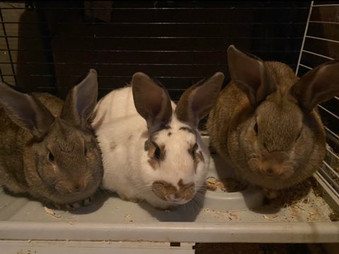 Glory Bound Bunnies