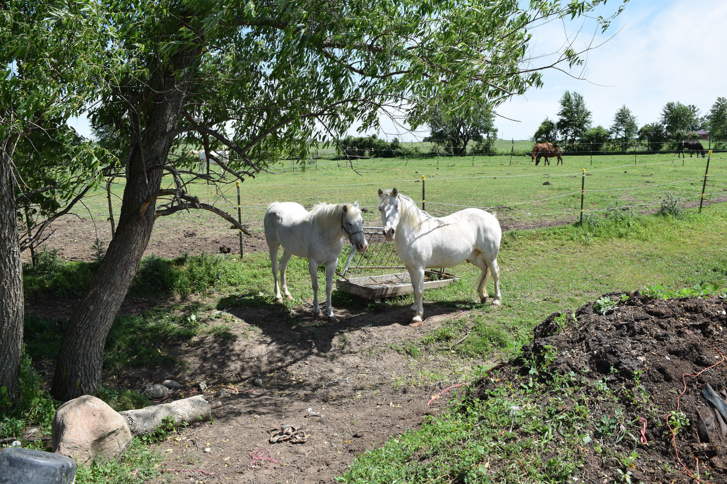 Glory Bound Rescue Ranch ponies