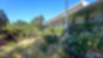 WhitePony-4.jpg