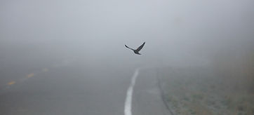 Flying Bird