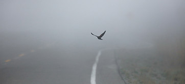 Flying Bird