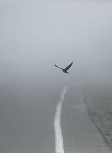 Flying Bird