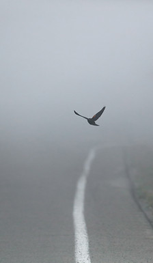 Flying Bird