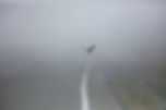 Flying Bird