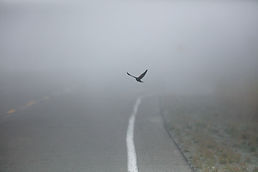 Flying Bird