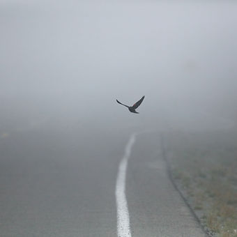 Flying Bird