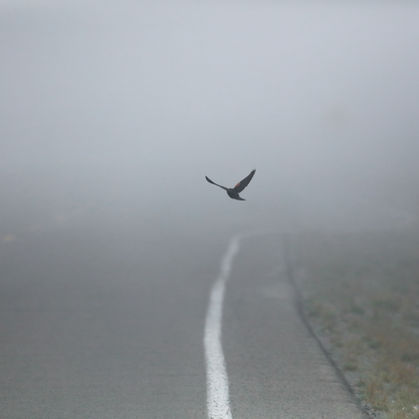 BRENDAN BASHAM | Flight Delay