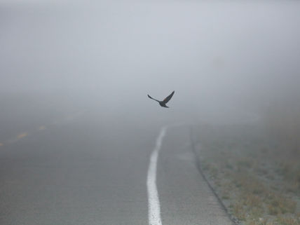 The Avian Triad: A New Paradigm for Business Evolution