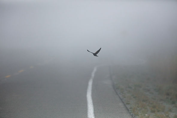 Flying Bird