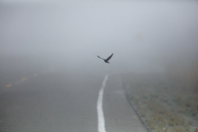 Vliegende vogel