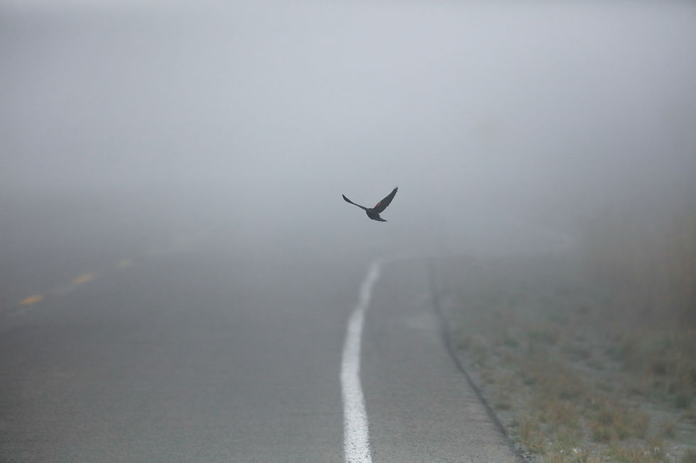 Feathered Sky Wanderers Cover Image