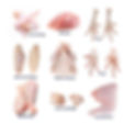 a Top Selling Premium Halal Frozen Whole Chicken, Chicken Feet, Paws, Wings.jpg
