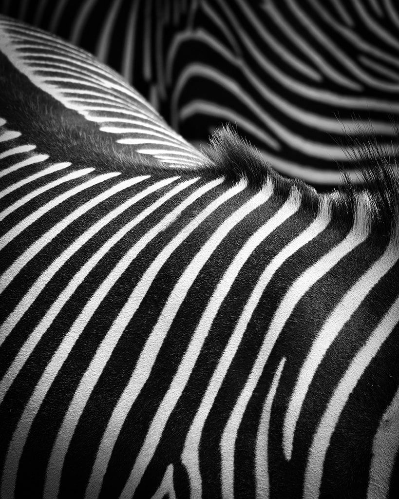 South Luangwa Photo Safari – Wildlife Photography Adventure in Zambia