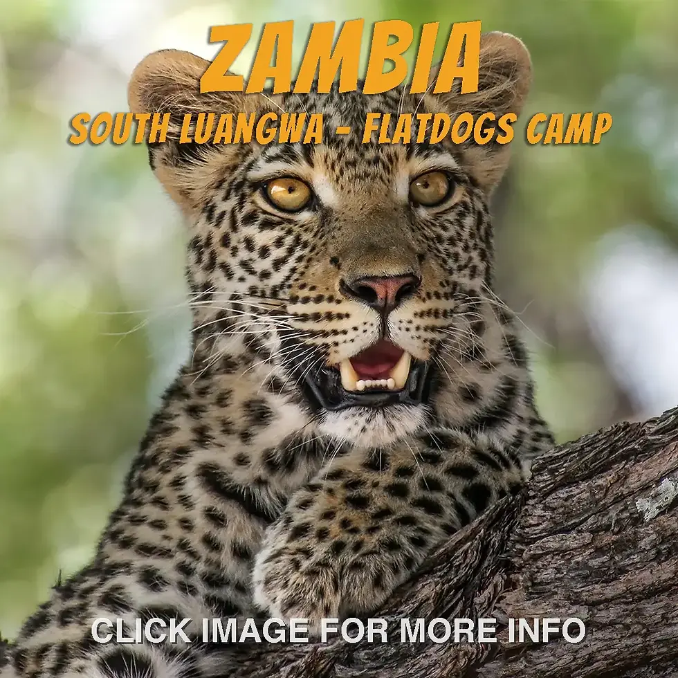 Zambia Fladogs