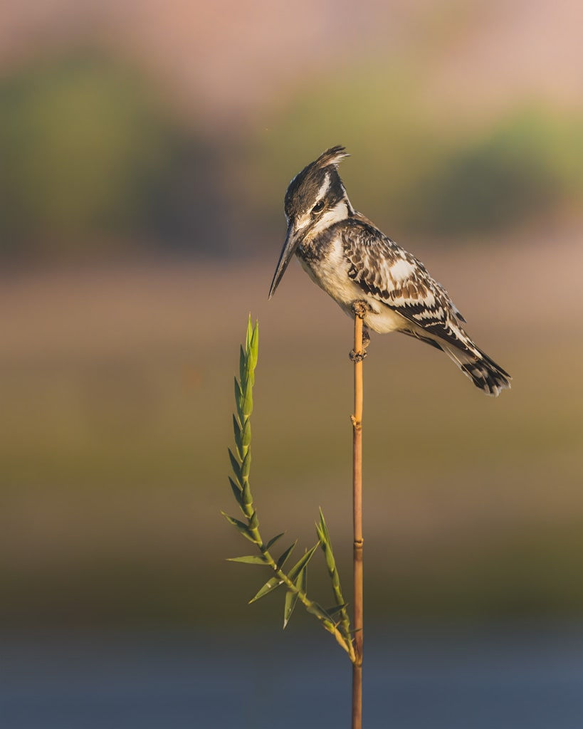 Botswana Wildlife Photography Safari | African Photo Tour